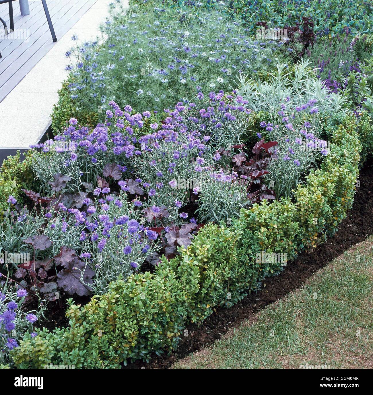 Un confine di colore - Blu - piantate con la Centaurea Nigella Cerenthe Lavandula e Salvia OCB091320 Cre obbligatoria Foto Stock