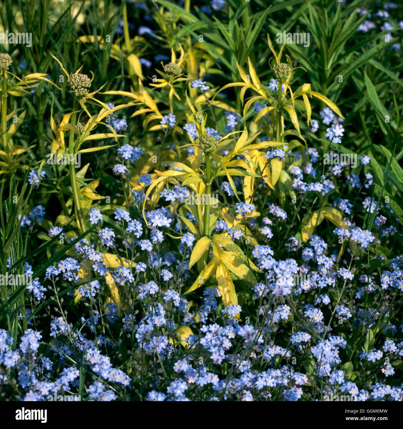 Un confine di colore - Blu e Oro - con Valeriana phu 'Aurea" tra "Non ti scordar di me". OCB094883 Foto Stock