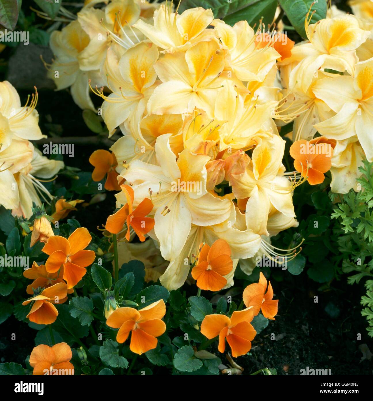 Un colore bordo - Golden - Azalea " Golden Sunset' e Viola "Penny arancione" OCB098593 foto Foto Stock