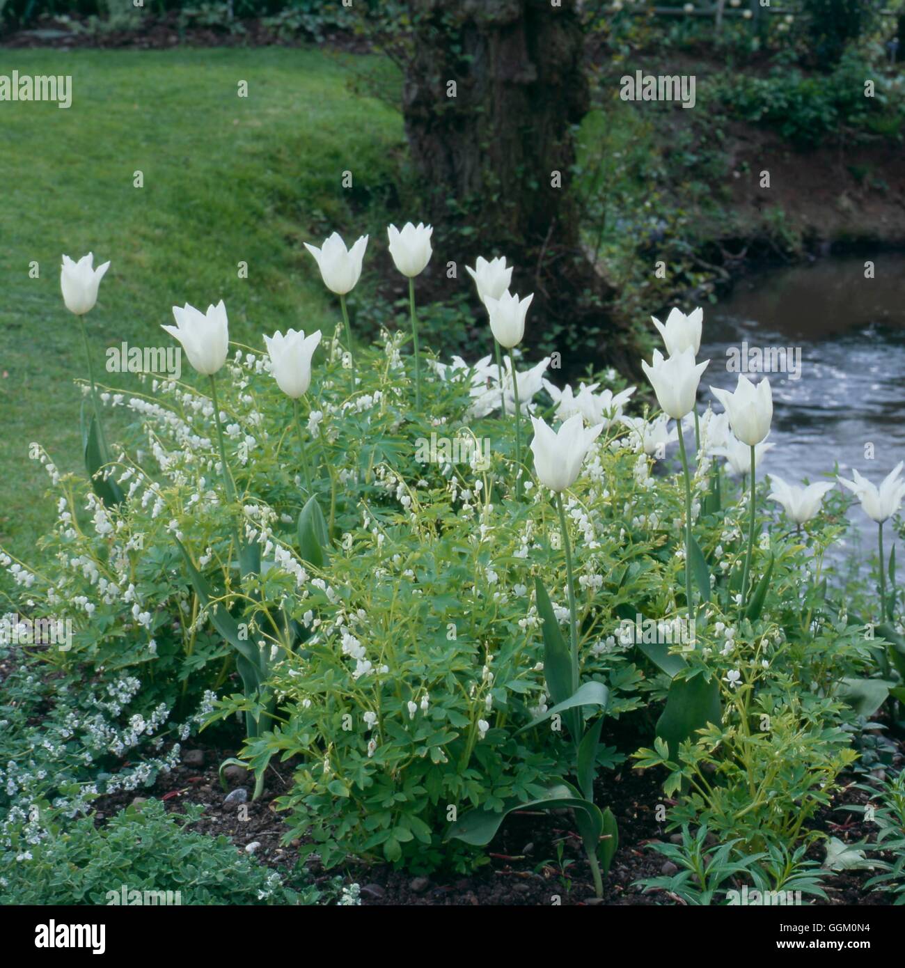 Un confine di colore - bianco e argento - con Dicentra e tulipani - (si prega di credito: Foto Hort/Webbs di Wychbold) OCB09 Foto Stock