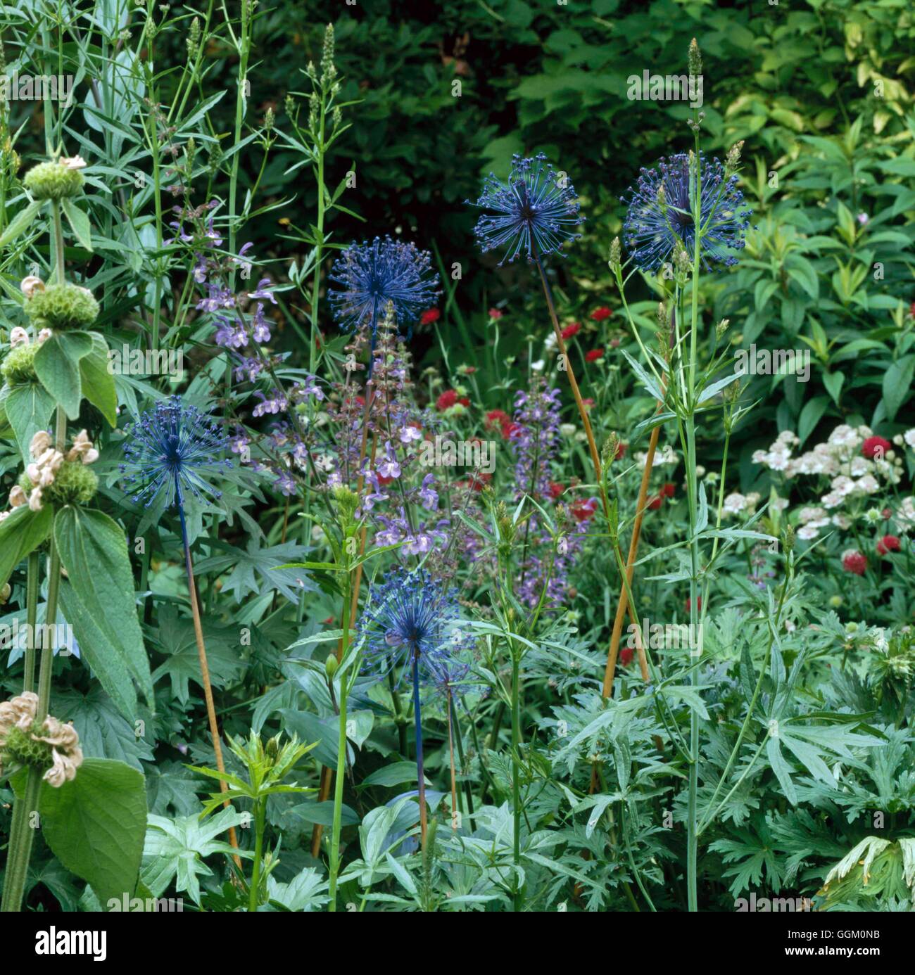 Un confine di colore - Blu - vernice spruzzata Allium teste di seme! - (Si prega di credito: Foto Hort/designer Lucy Hardiman) OC Foto Stock