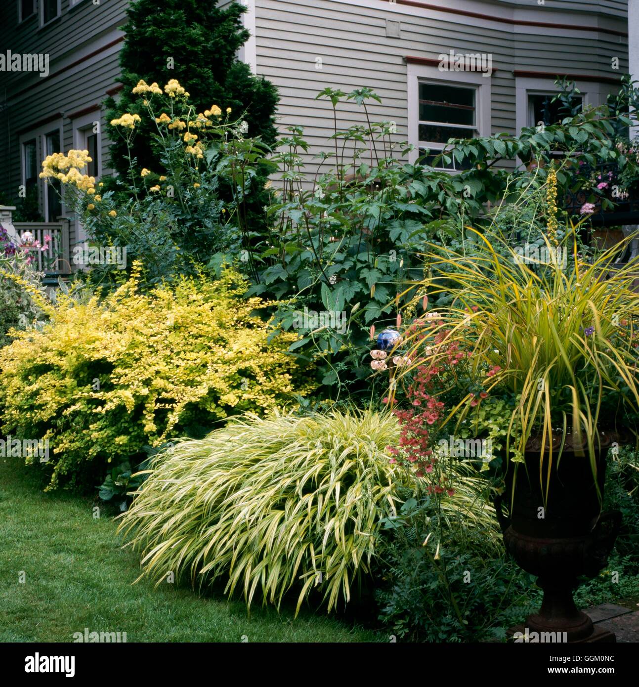 Un colore bordo - Golden - con Carex Hakonechloa Berberis e Thalictrum (giardino di Lucy Hardiman Portland USA) REF: PH Foto Stock