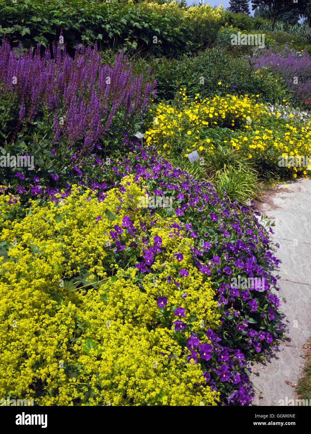 Un confine di colore - Blu e Oro - con Alchemilla Viole Salvia e Potentilla OCB105130 P Foto Stock