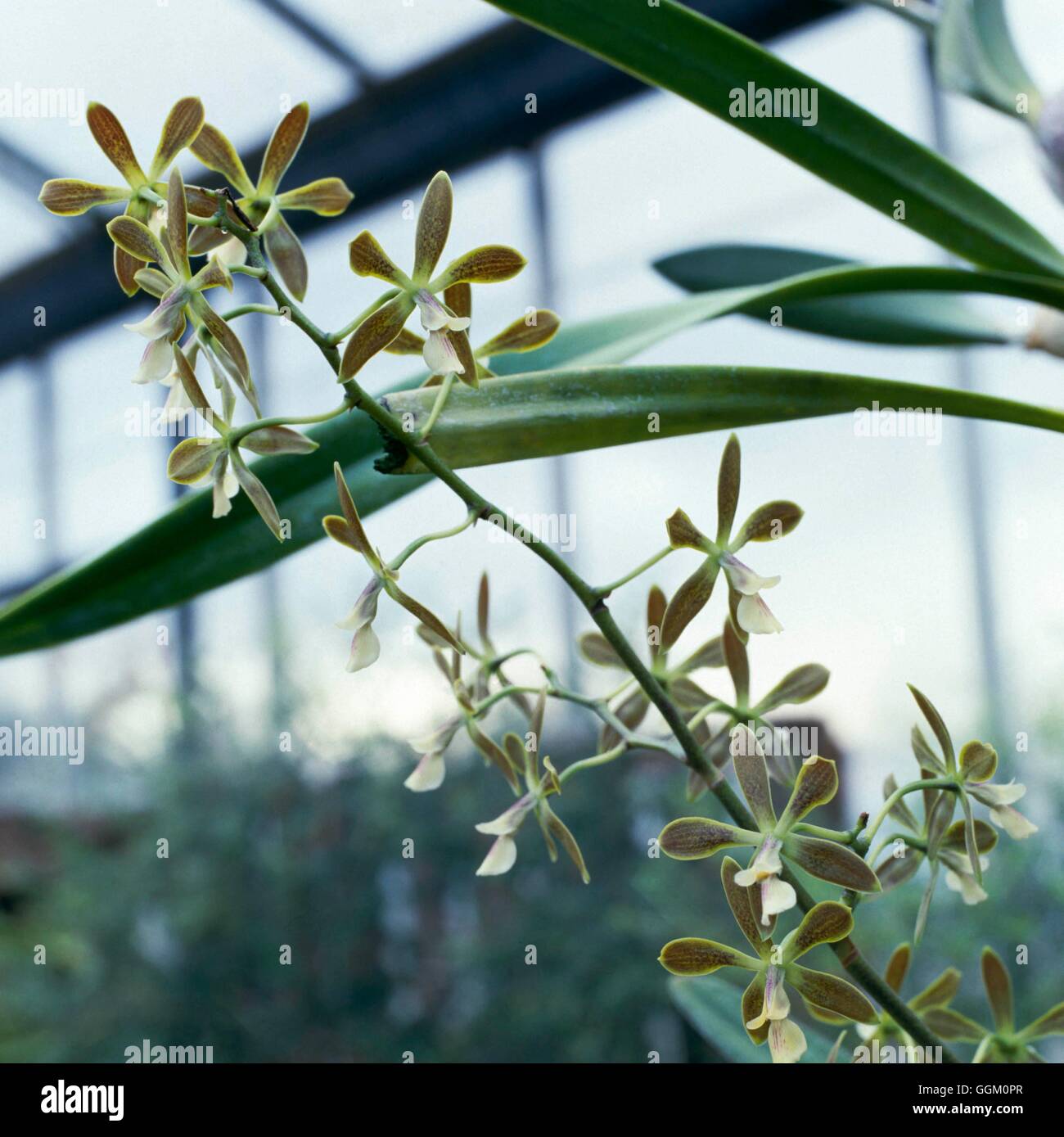 Epidendrum odoratissimum ORC004879 Foto Stock