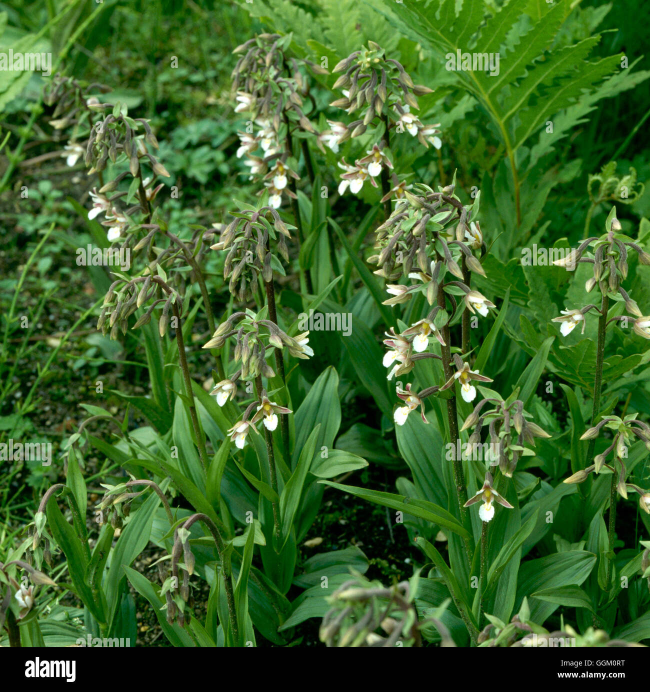 Bergonii palustris ORC036711 Foto Stock