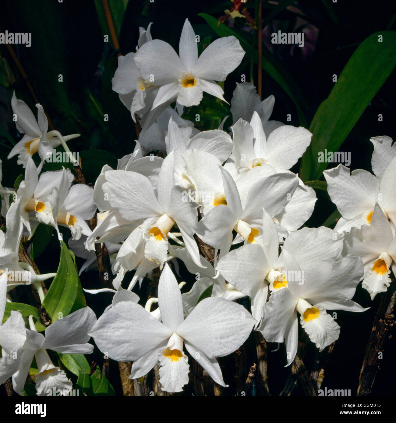 Dendrobium infundibulum ORC058238 Foto Stock