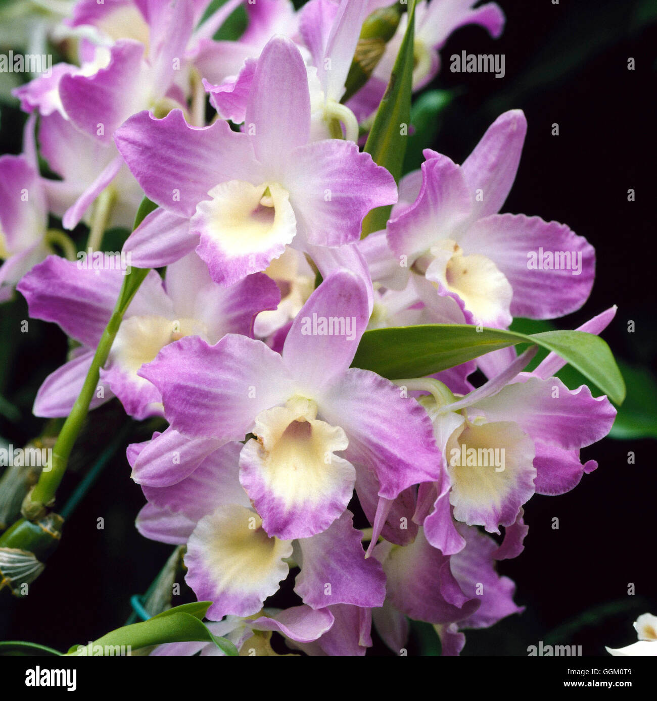 Dendrobium - 'Rosa Beauty Queen' ORC058267 Foto Stock