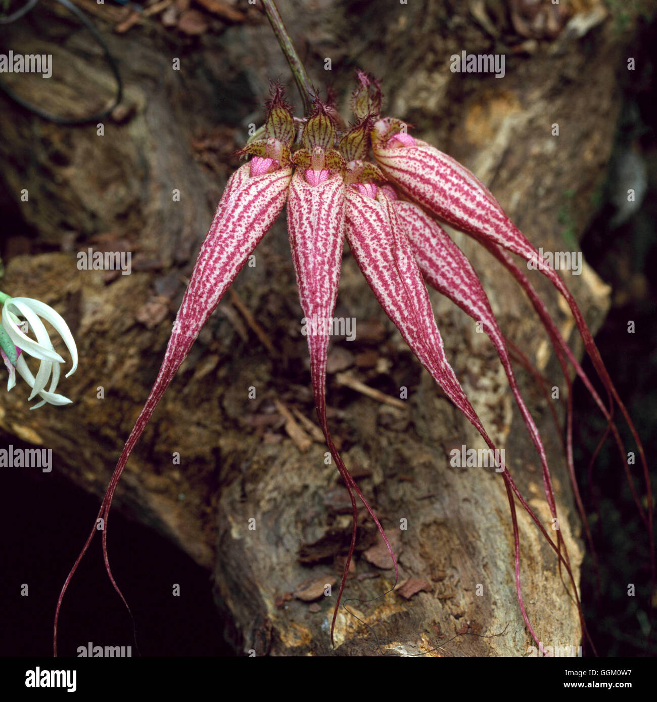 Bulbophyllum - "Elizabeth Ann' ORC060436 Foto Stock