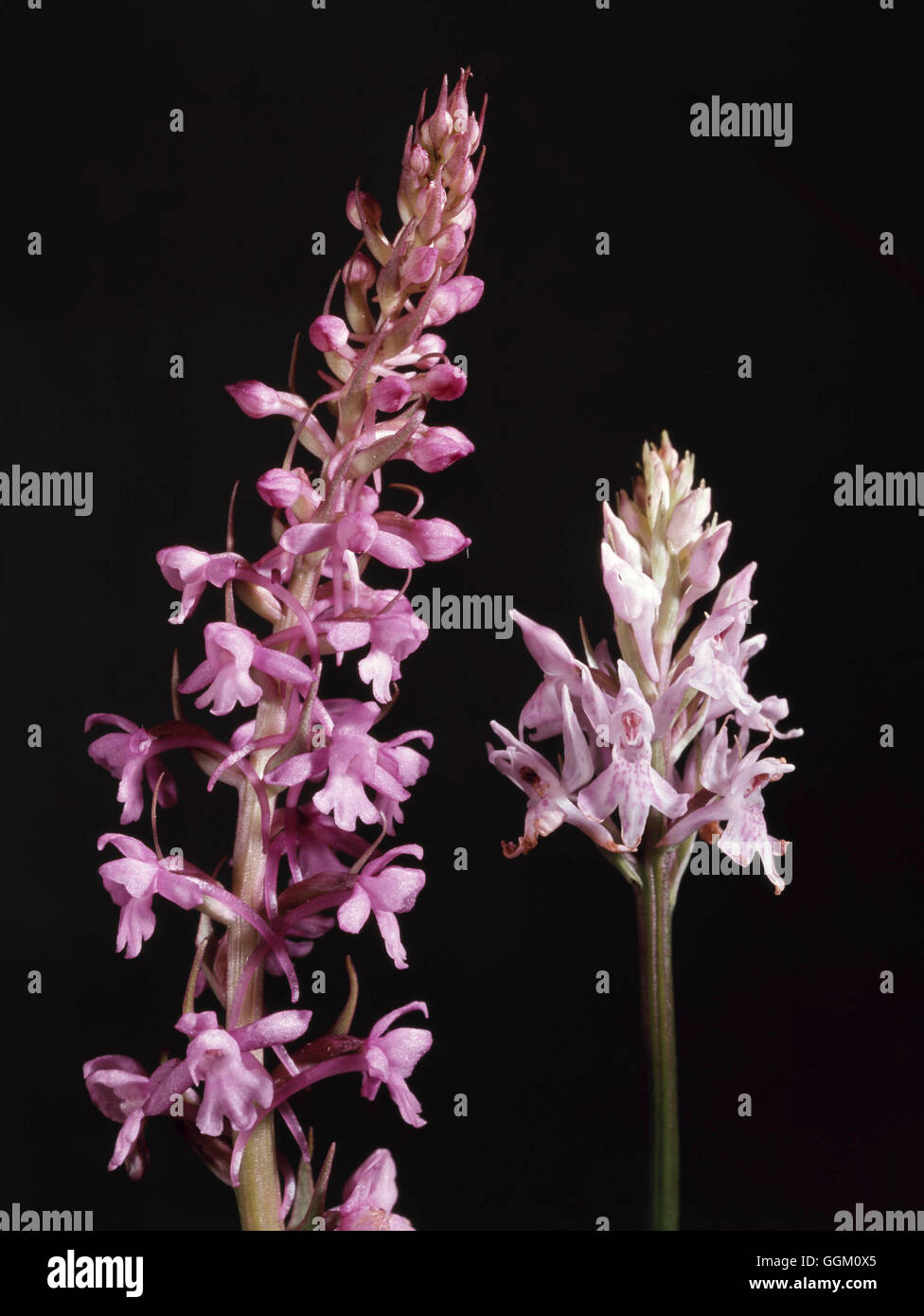 Gymnadenia conopsea - Fragrante Orchid CON L' ORC080316 ' Foto Stock