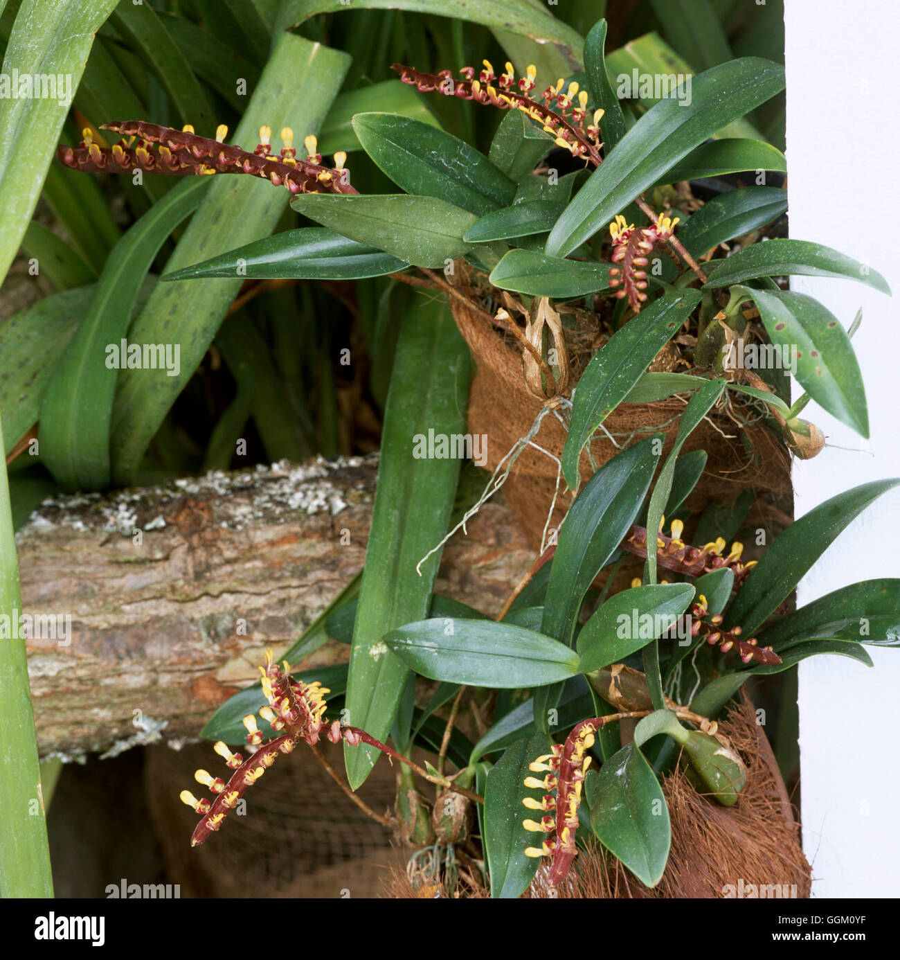 Bulbophyllum falcatum ORC108110 Foto Stock