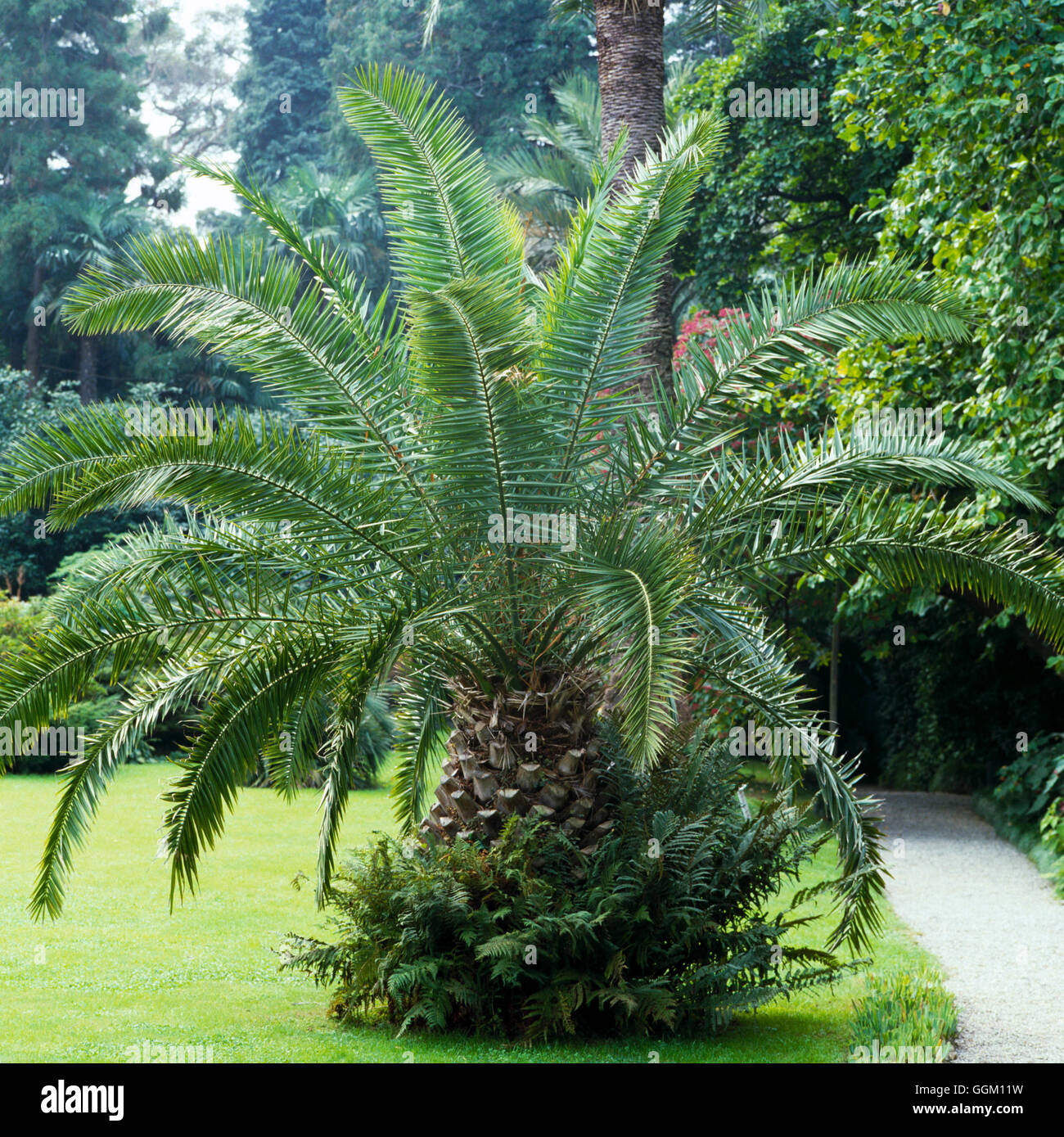 Phoenix canariensis AGM - Isola Canarie Data Palm PAL003457 Foto Stock