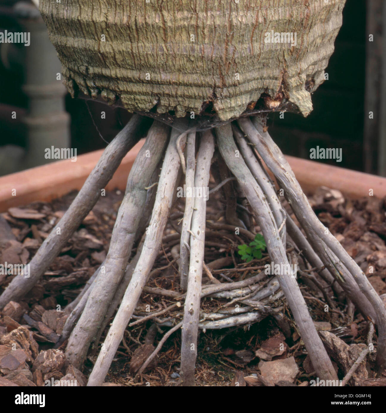 Archontophoenix alexandrae - mostra rigonfie di tronco e radici Alexandra Palm PAL Foto100424 H Foto Stock