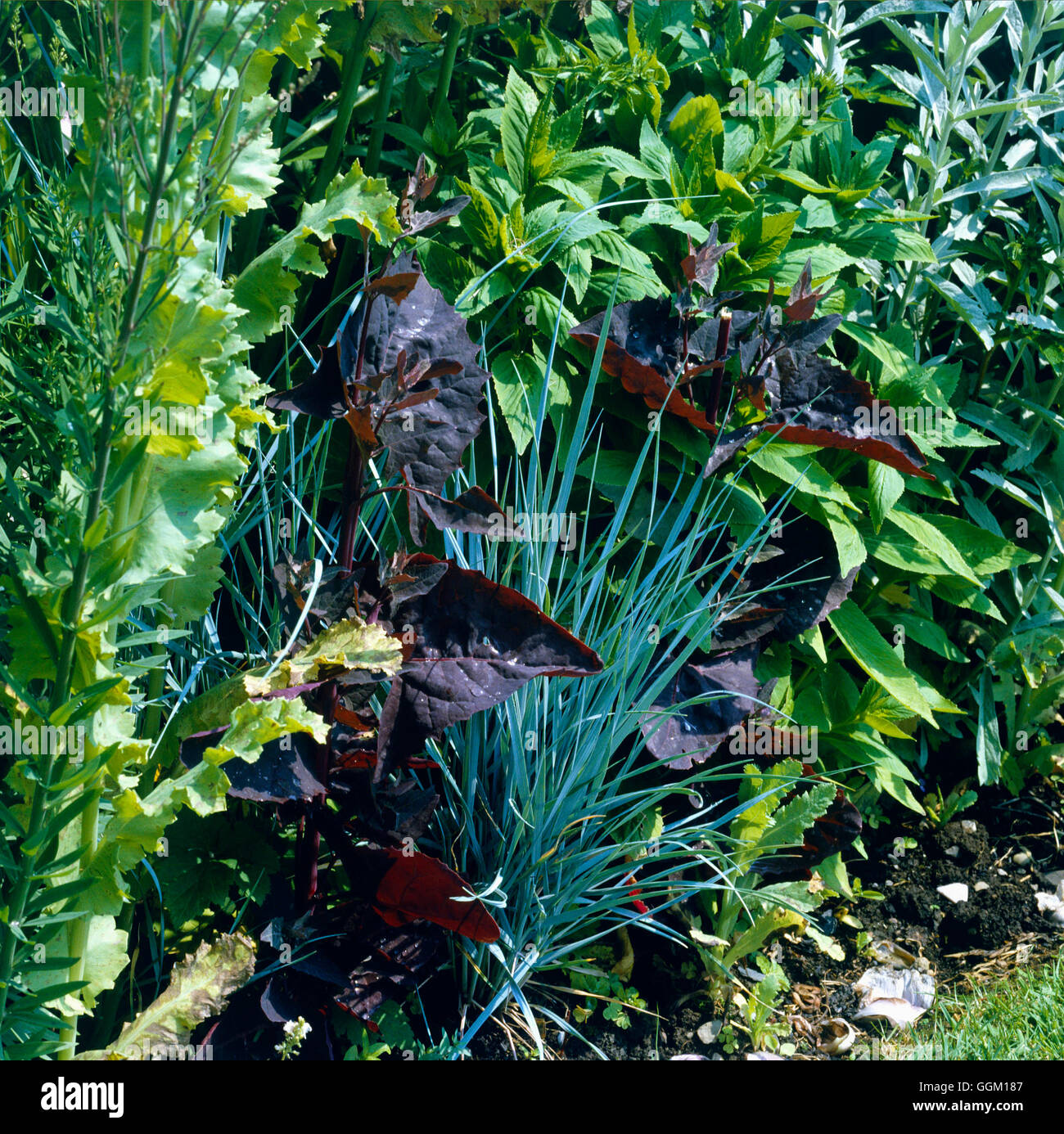Associazione vegetale - con Atriplex e Elymus063138 PAS Foto Stock