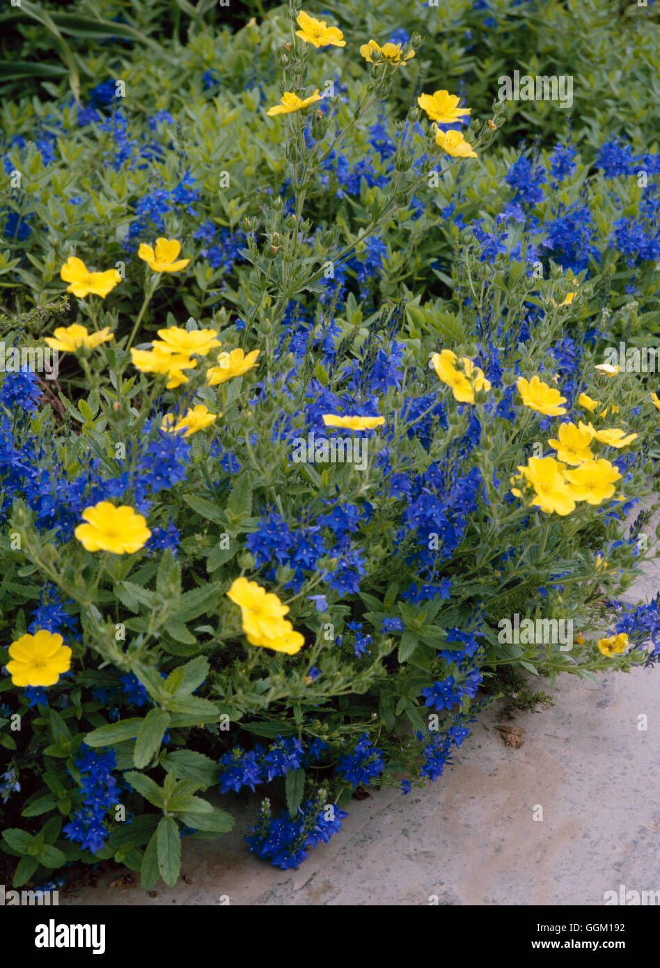 Associazione vegetale - con Potentilla recta 'Warrenii' e- Veronica 'Shirley Blue' AGM PAS077193 Foto Stock