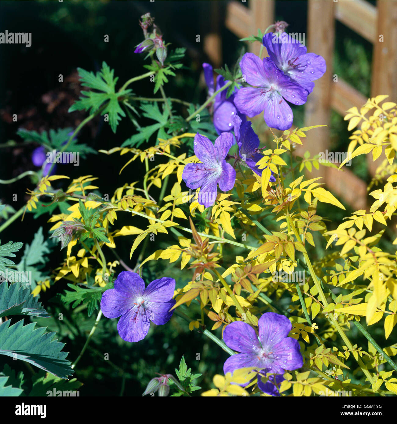 Associazione vegetale - Jasminum officinalis 'Aureum' e geranio 'Johnson Blue' PAS084979 foto Foto Stock