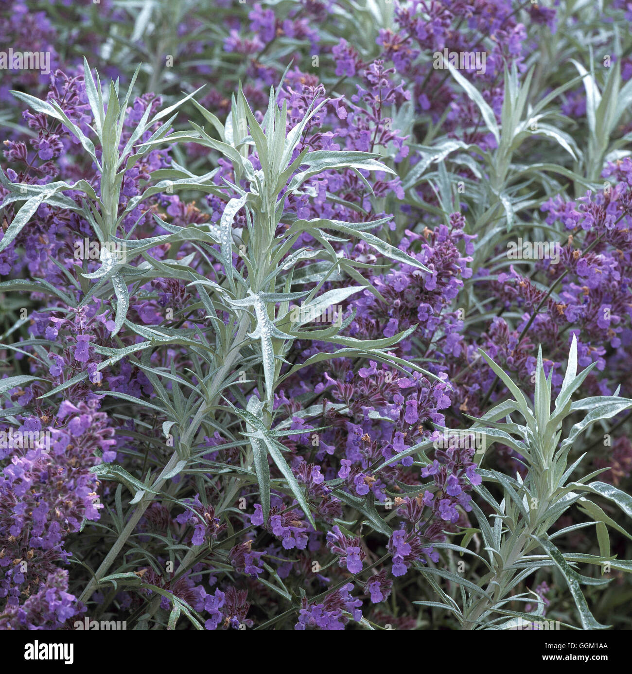 Pianta - Associazione Artemisia ludoviciana 'Silver Queen' AGM e Nepeta. PAS108258 Foto Hort Foto Stock