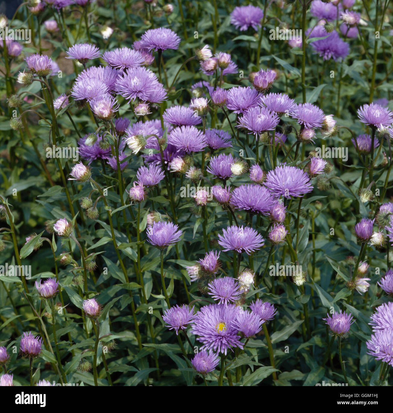 Erigeron 'prosperità' Data: 13/06/2008 a015209 Foto Stock