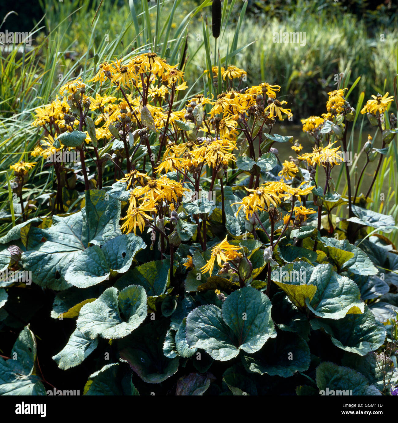 LIGULARIA DENTATA OTHELLO" Data: 18/08/2008 a031125 ' Foto Stock