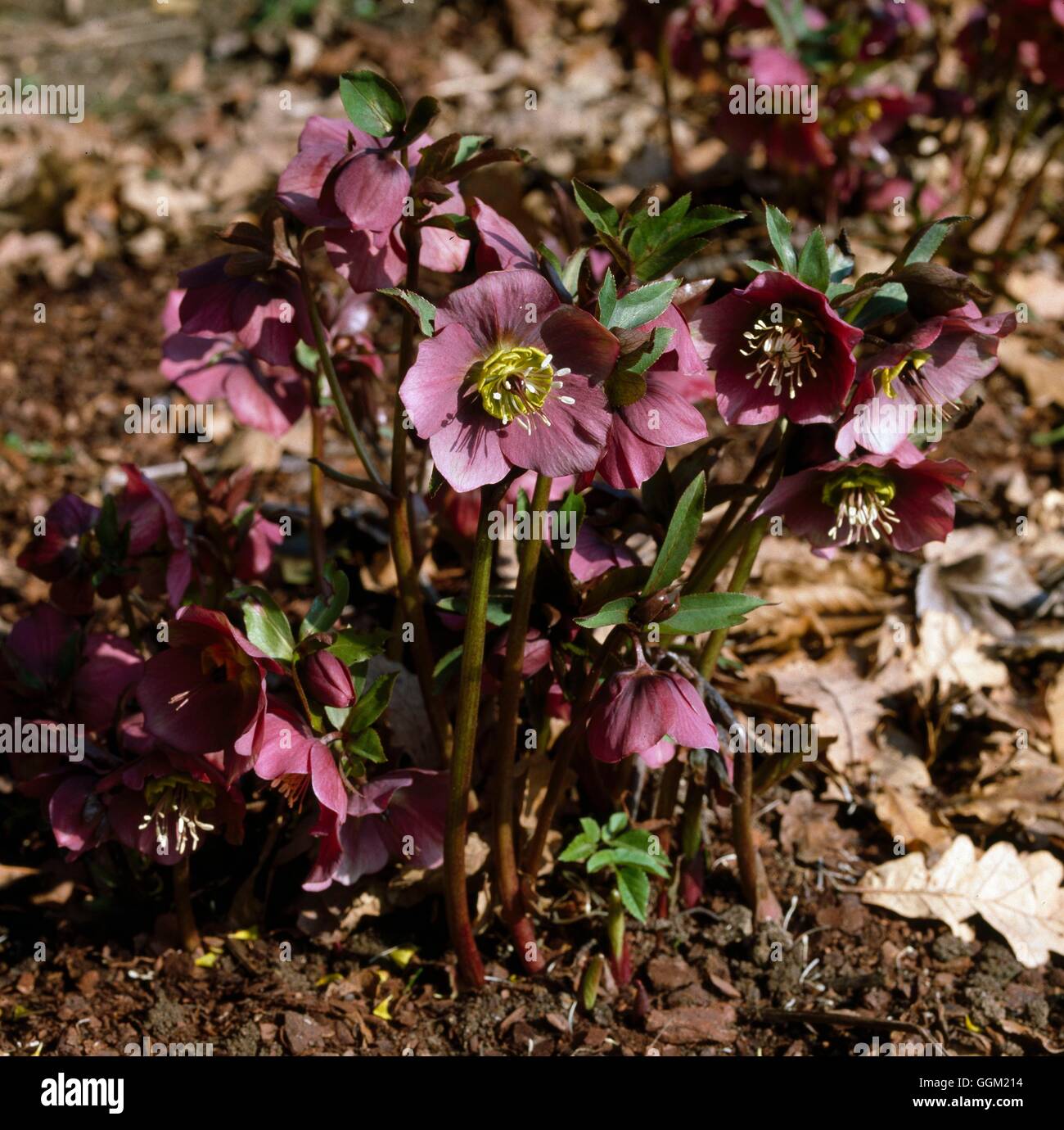 Helleborus ibridi Hartsease Data: 13/06/2008 a037350 Foto Stock