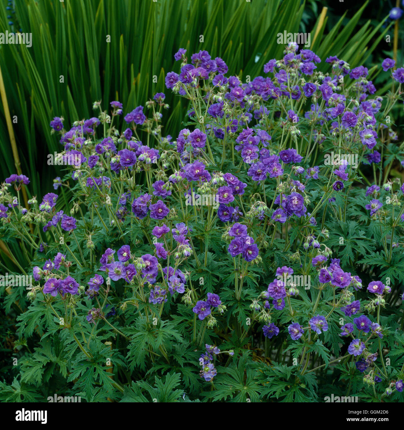 GERANIUM PRATENSE PLENUM VIOLACEUM' AGM Data: 18/08/2008 a063328 Foto di Orticoltura/foto' Foto Stock