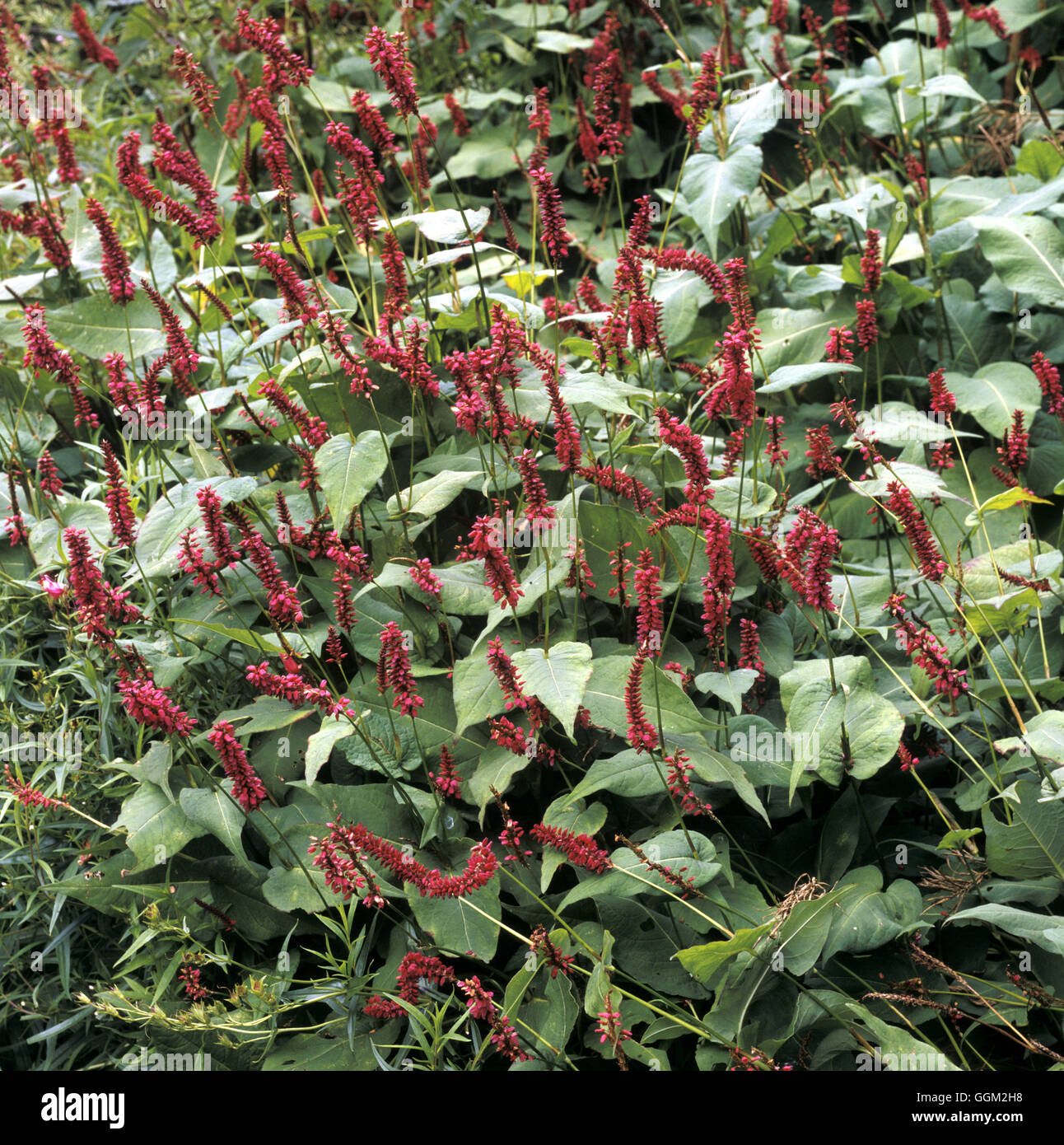 Persicaria amplexicaulis "Taurus" Data: 09/06/2008 a071844 Foto Stock