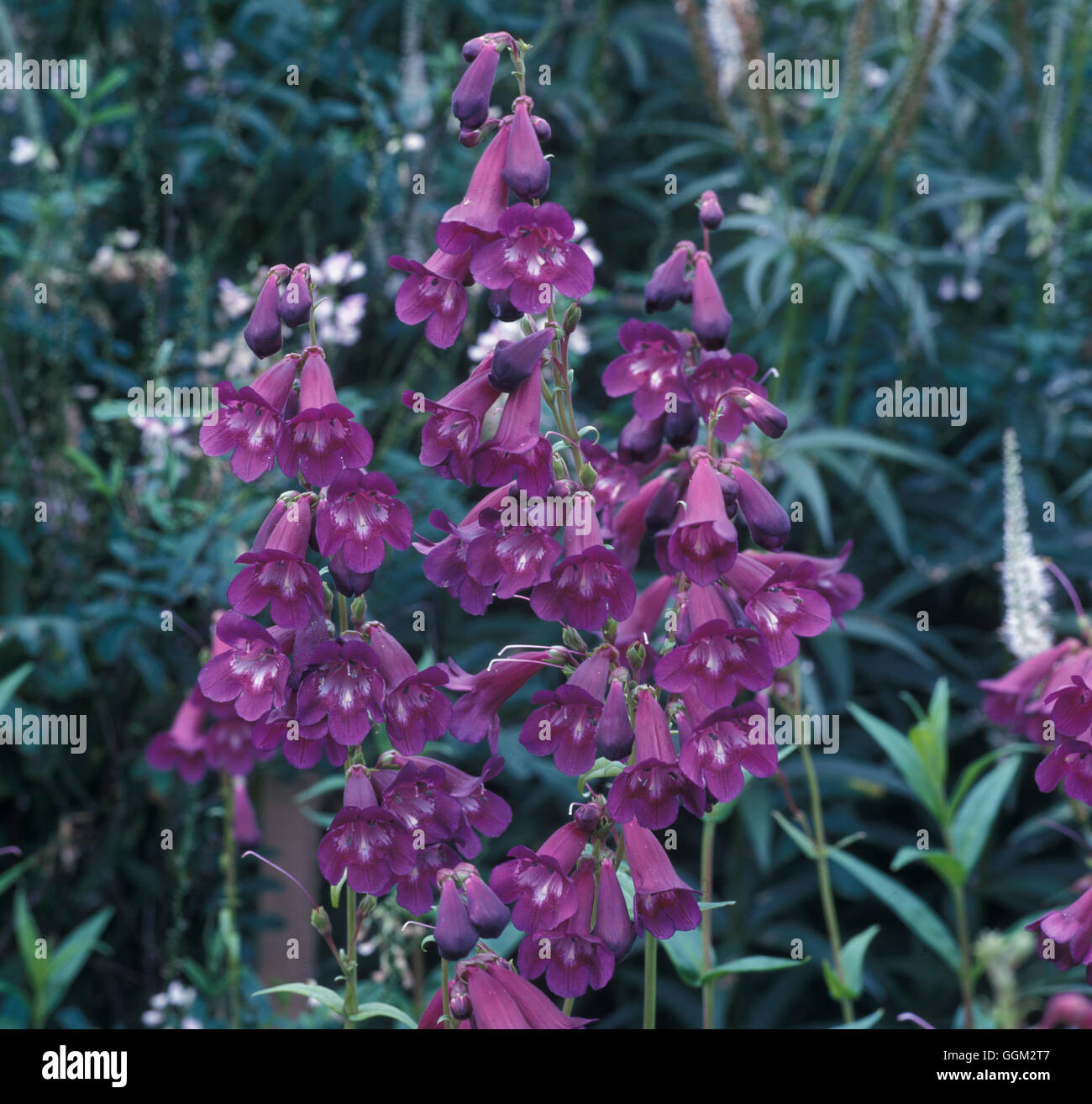 Penstemon 'Raven' AGM Data: 30.06.08 AL084908 Foto Stock