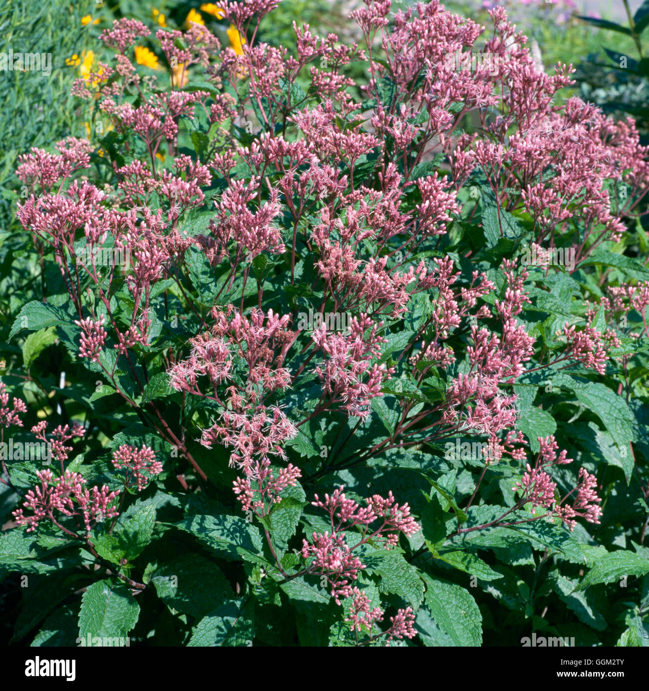 Eupatorium purpureum - "Gateway" AL085348 Foto Stock