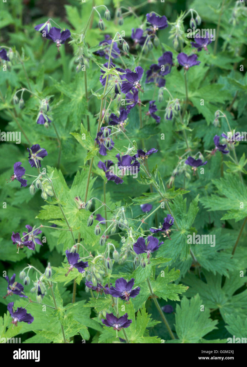 Geranio phaeum - "Lily Lovell' AL088745 Foto Stock