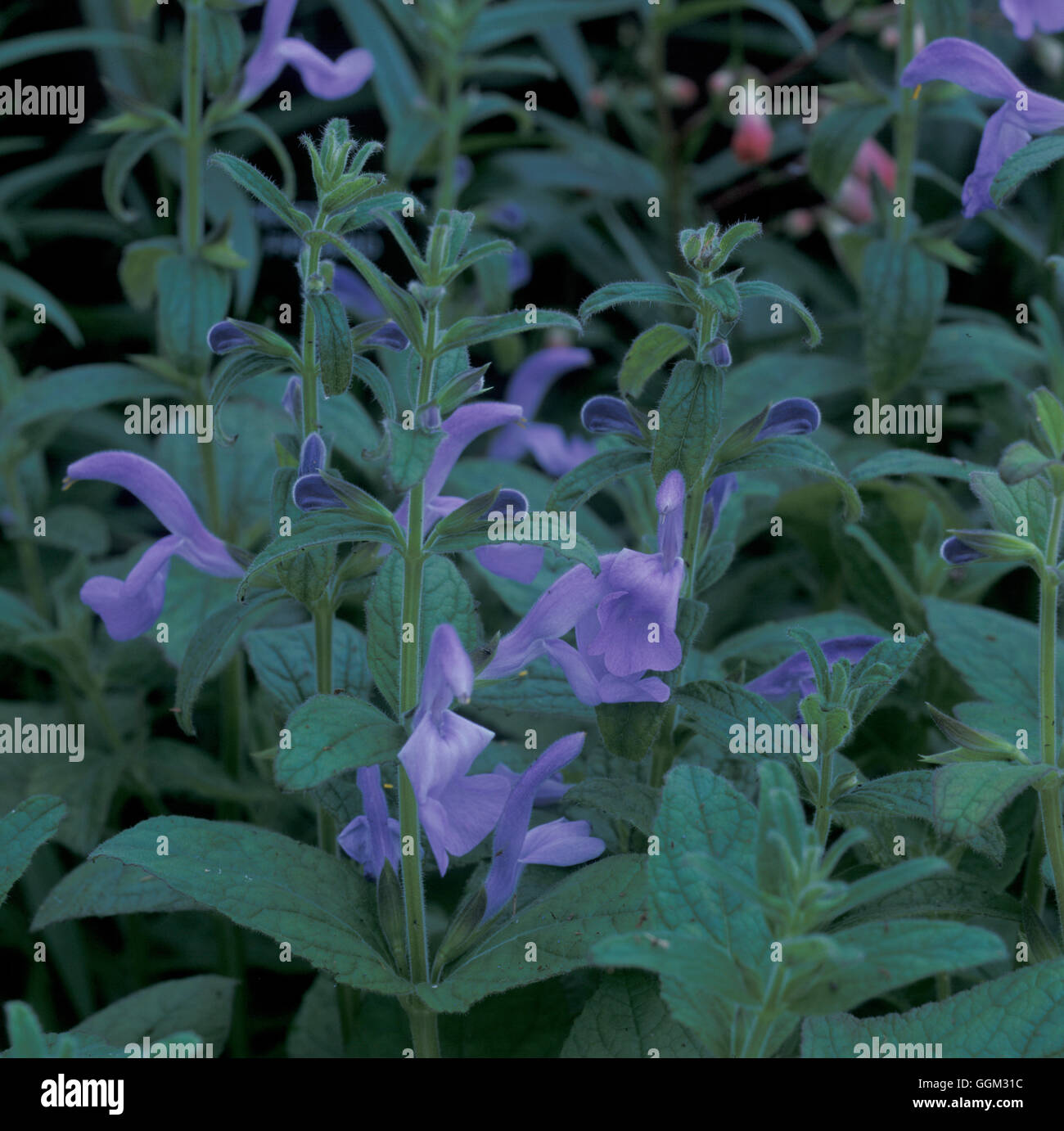 La Salvia patens 'Chilcombe' Data: 7.07.08 AL091094 Foto Stock