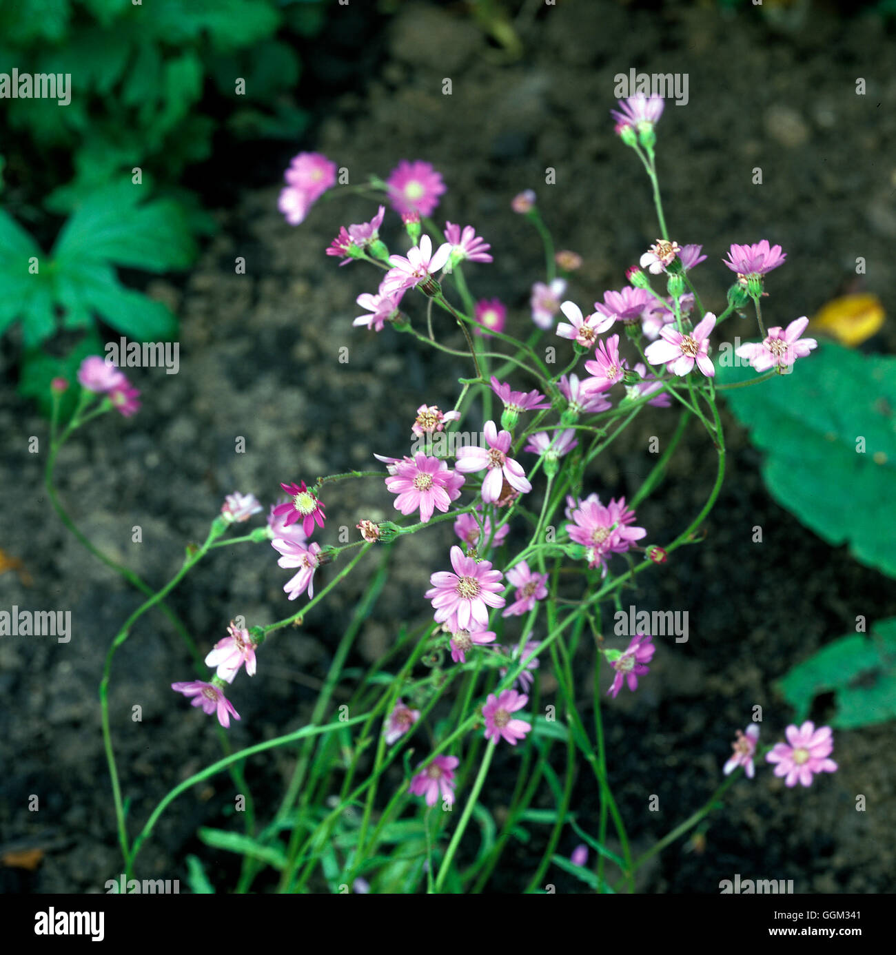 Senecio polyodon Data: 30.06.08 AL095522 Foto Stock