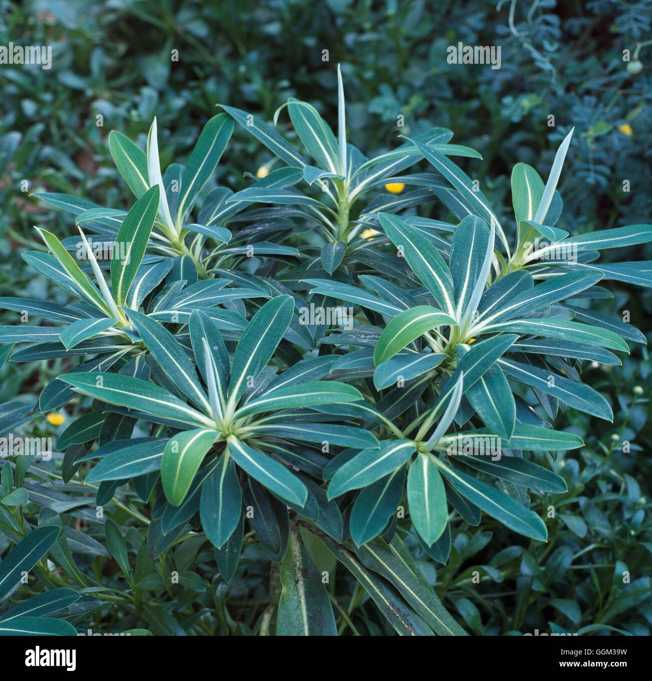 Euphorbia stygiana Data: 13/06/2008 a105408 Foto Stock