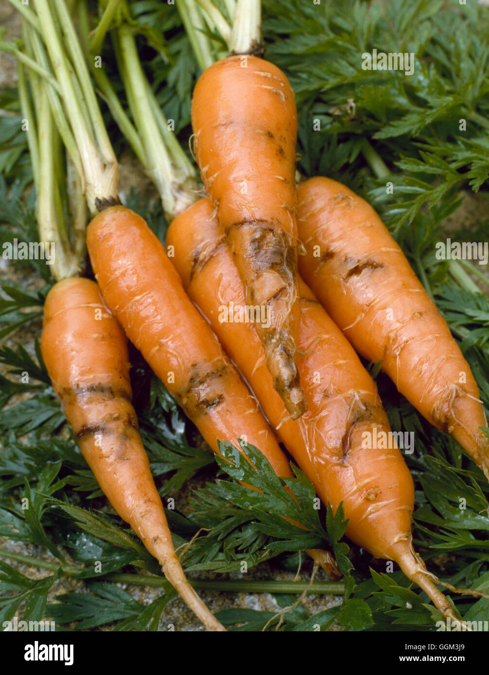 La carota Fly - mostra danni alle radici causati dalle larve (Var. "Bertan' F1) (Psila rosae) PES051260 Cre obbligatoria Foto Stock