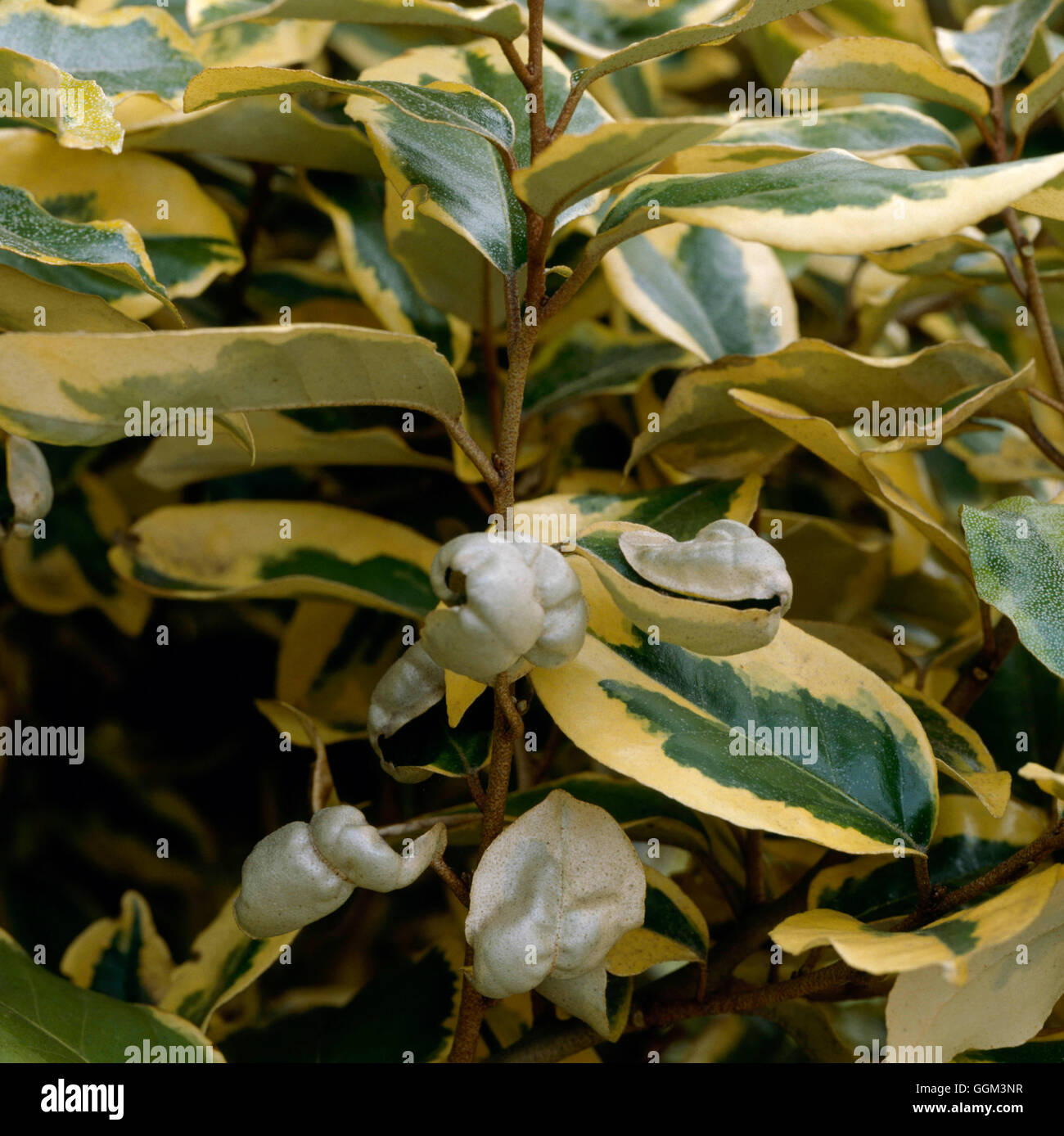 Afidi - arbusti- - Danni al Elaeagnus x ebbingei 'bordo dorato' PES109900 Foto Stock