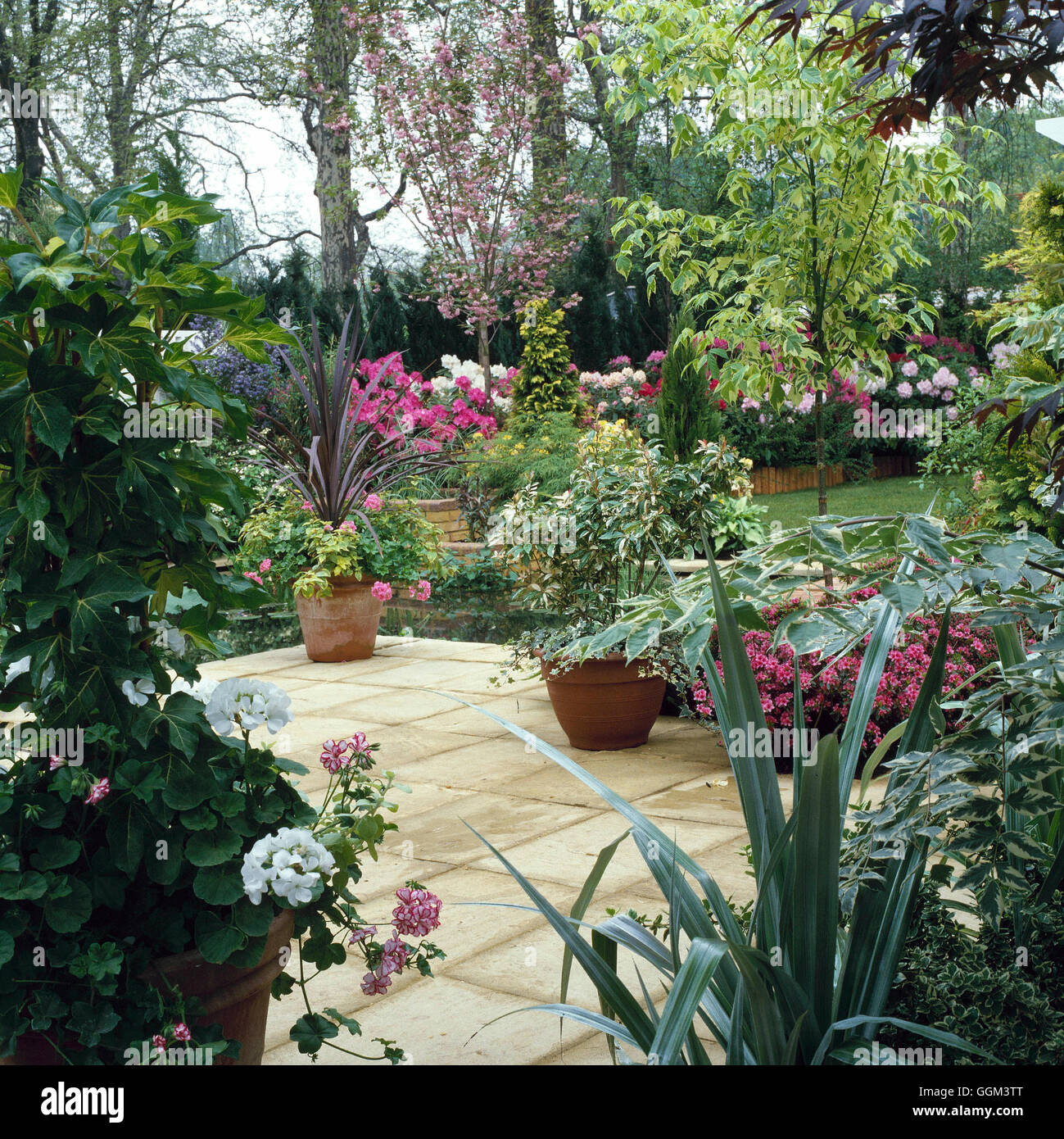 Patio - con contenitori di arbusti inclusa x Fatshedera Cordyline e Photinia. PHS021588 Pho Foto Stock