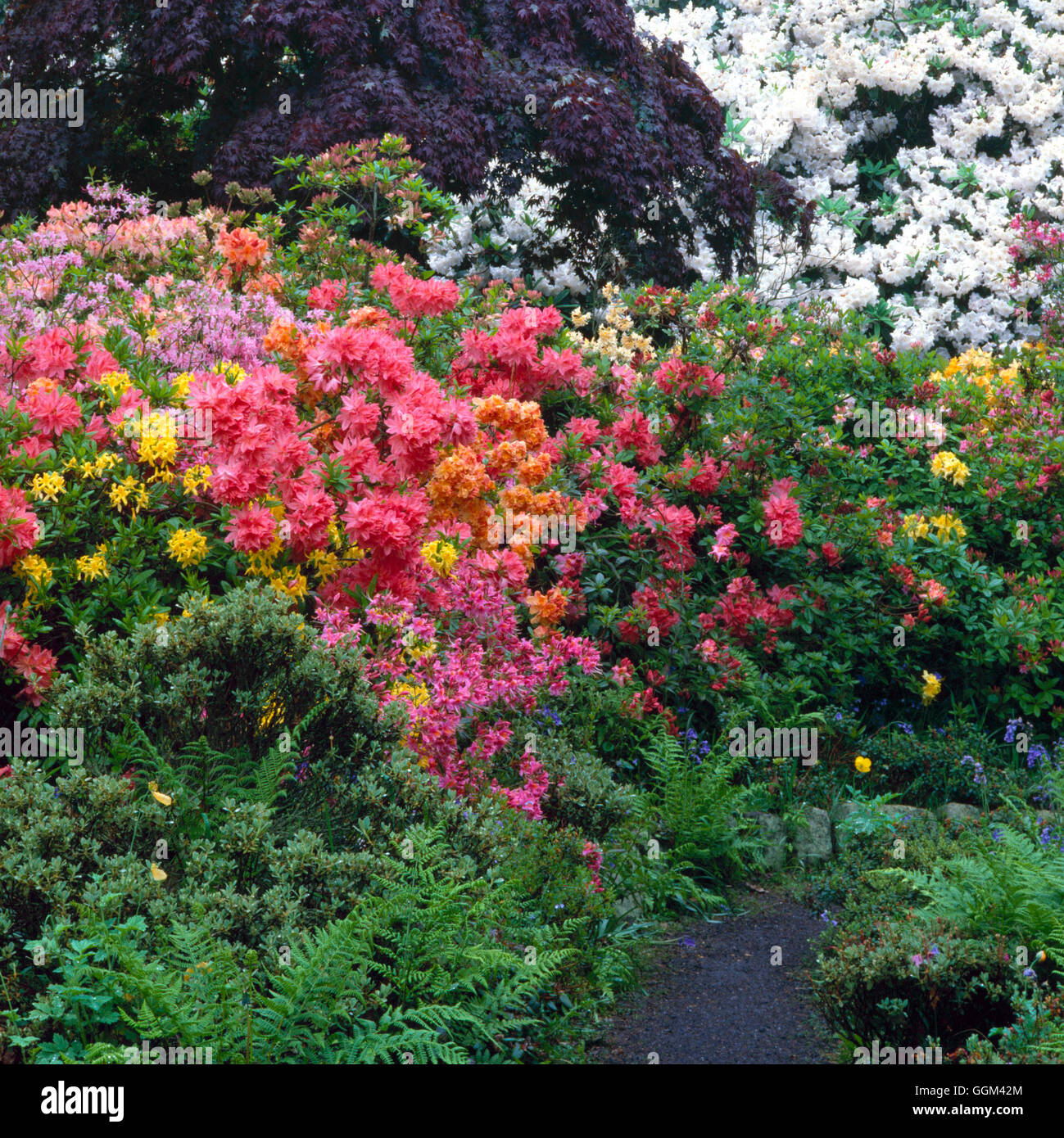 Rododendri ed azalee Garden - underplanted con felci RAH019908 Foto Stock