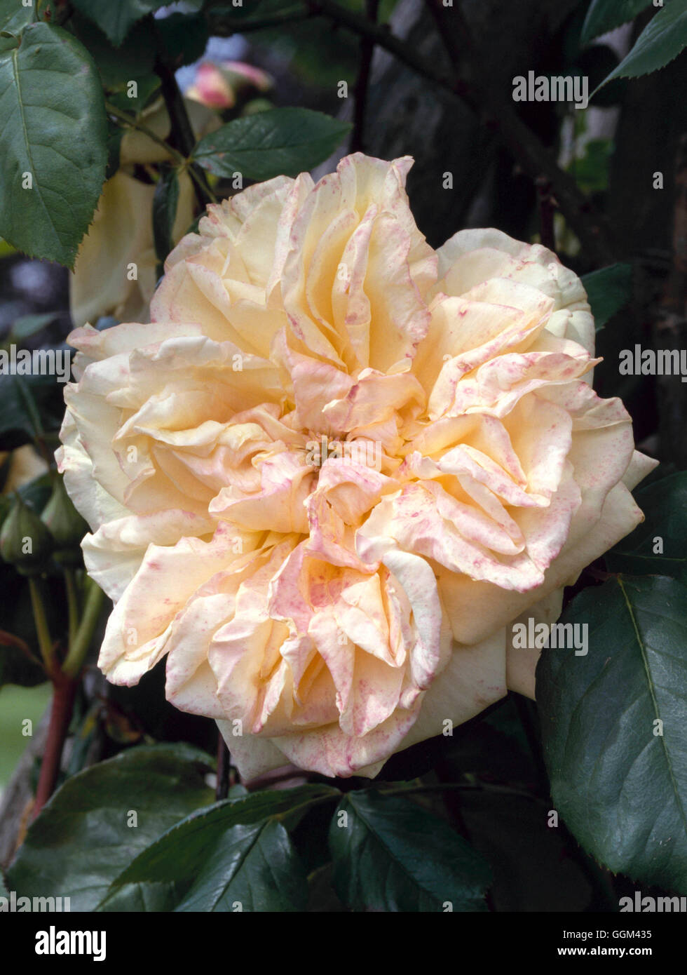 Rosa - "Glorie de Dijon" (scalatore)009851 RCL Foto Stock
