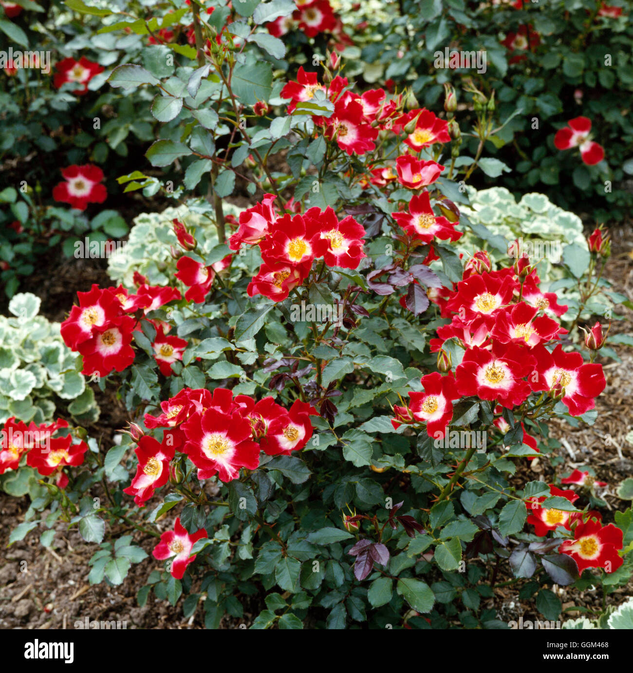 Rosa - 'occhio' di vernice (Floribunda) RFL026456 Foto Stock