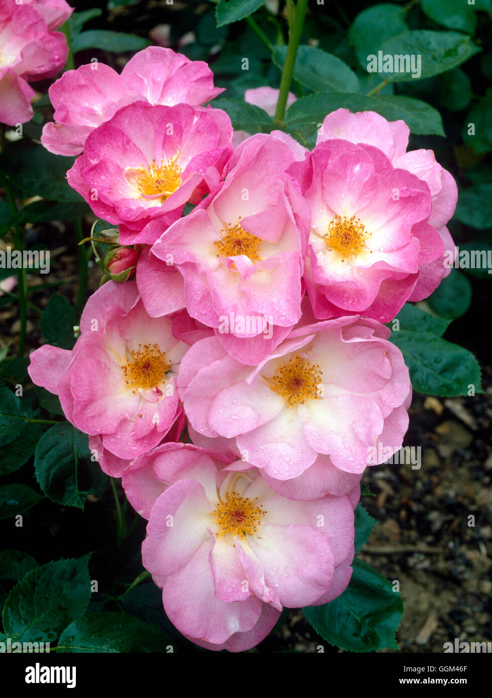 Rosa - "Escapade" (Floribunda) RFL040498 Foto Stock