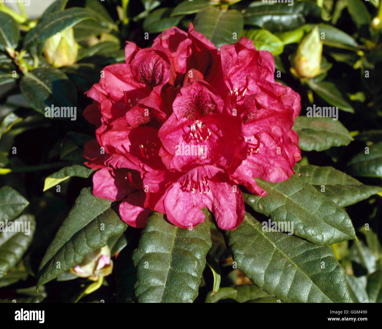 Rhododendron - "Signore Roberts' AGM RHO014609 Foto Stock