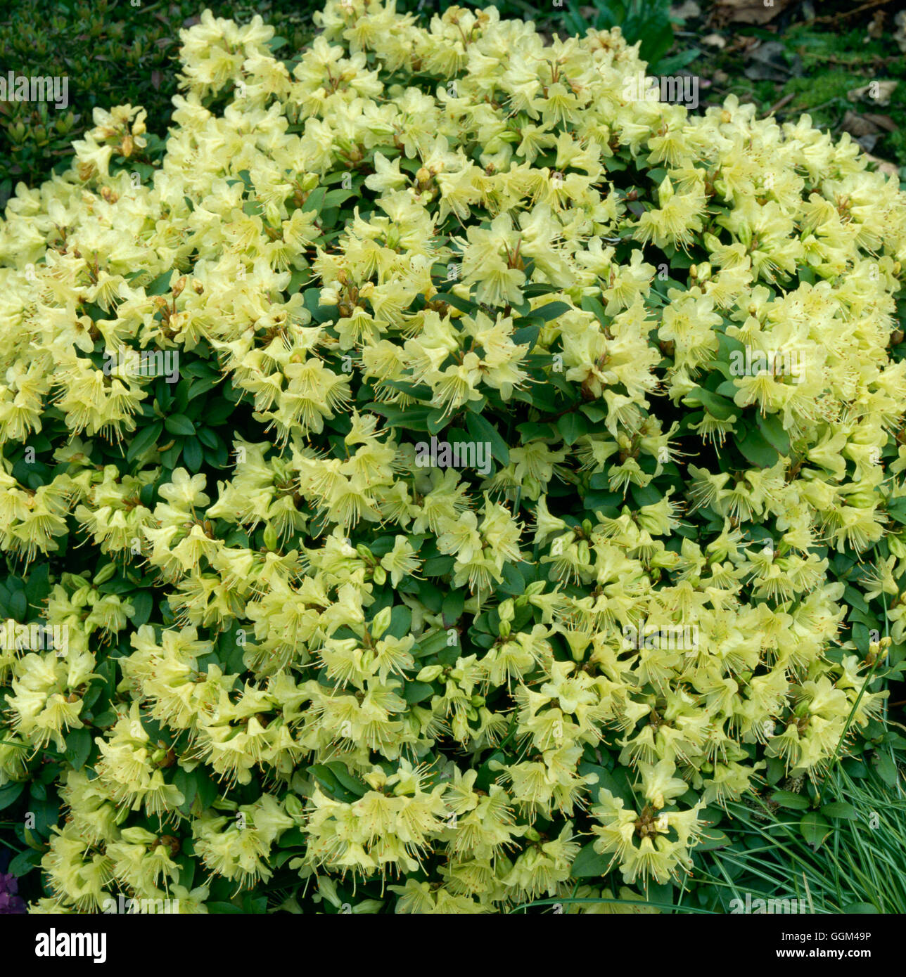 Rhododendron - "Princess Anne' AGM RHO041901 Foto Stock