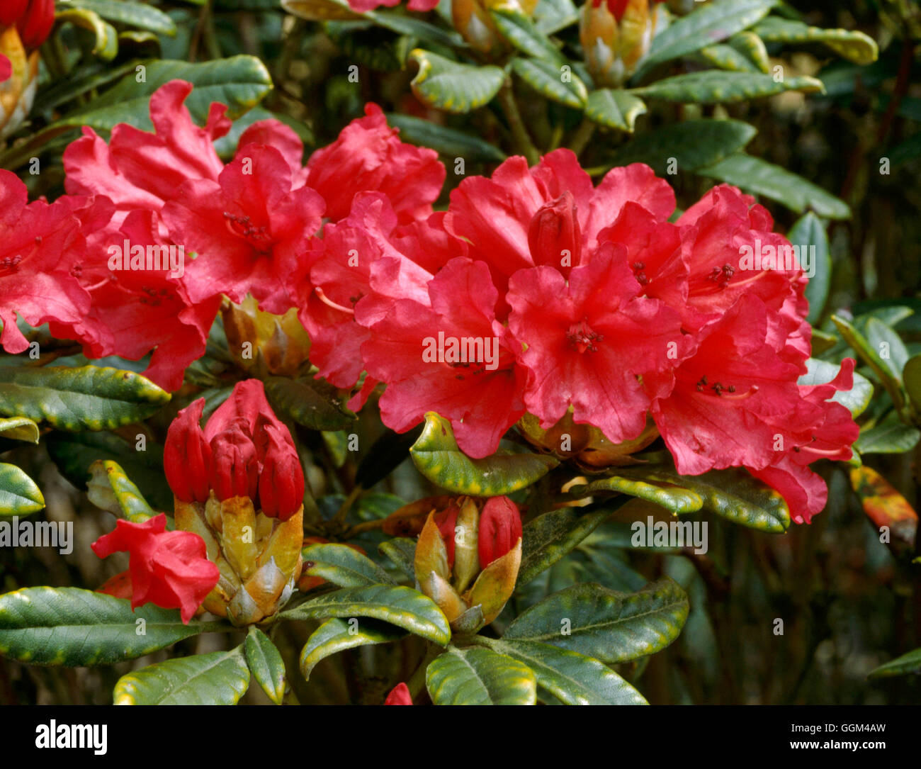 Rhododendron - "Tiziano bellezza' RHO077050 Foto Stock
