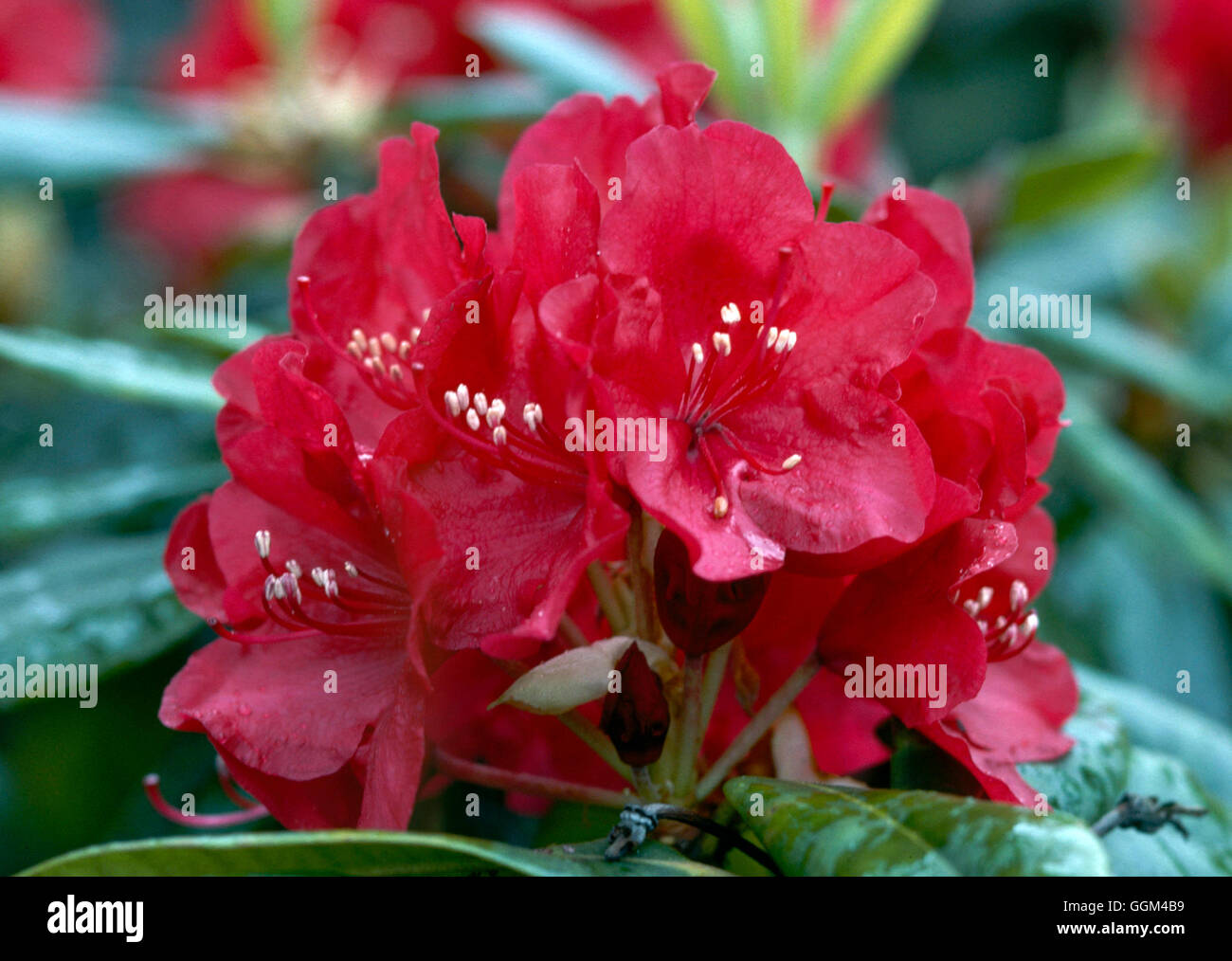 Rhododendron - "mars" RHO101399 Foto Stock