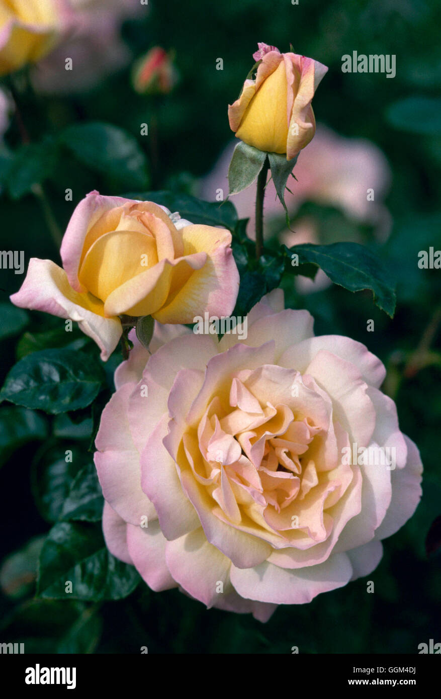 Rosa - 'pace' (Hybrid Tea) RHT094538 Foto Stock