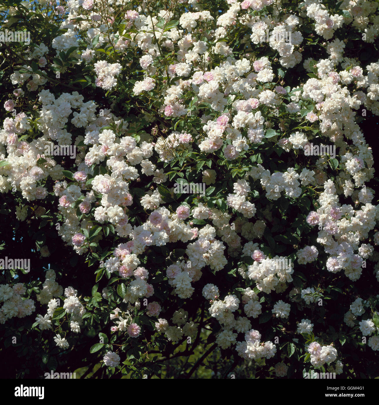 Rosa - "Paul's Himalayan Musk' - (Rambler) RRB062832 Foto Stock