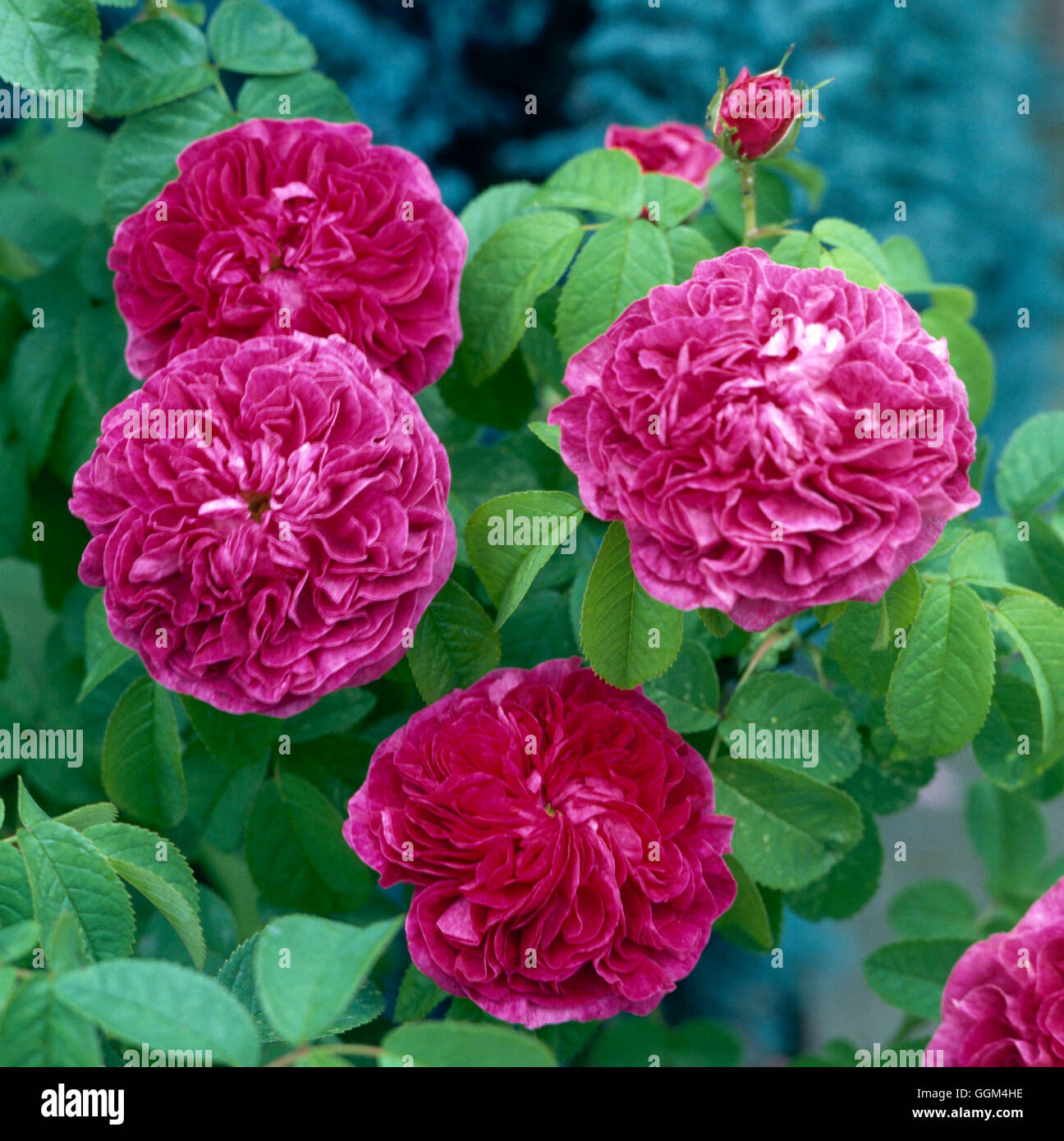 Rosa - 'Cardinal de Richelieu' AGM - (gallica) (arbusto) RSH010146 Foto Stock