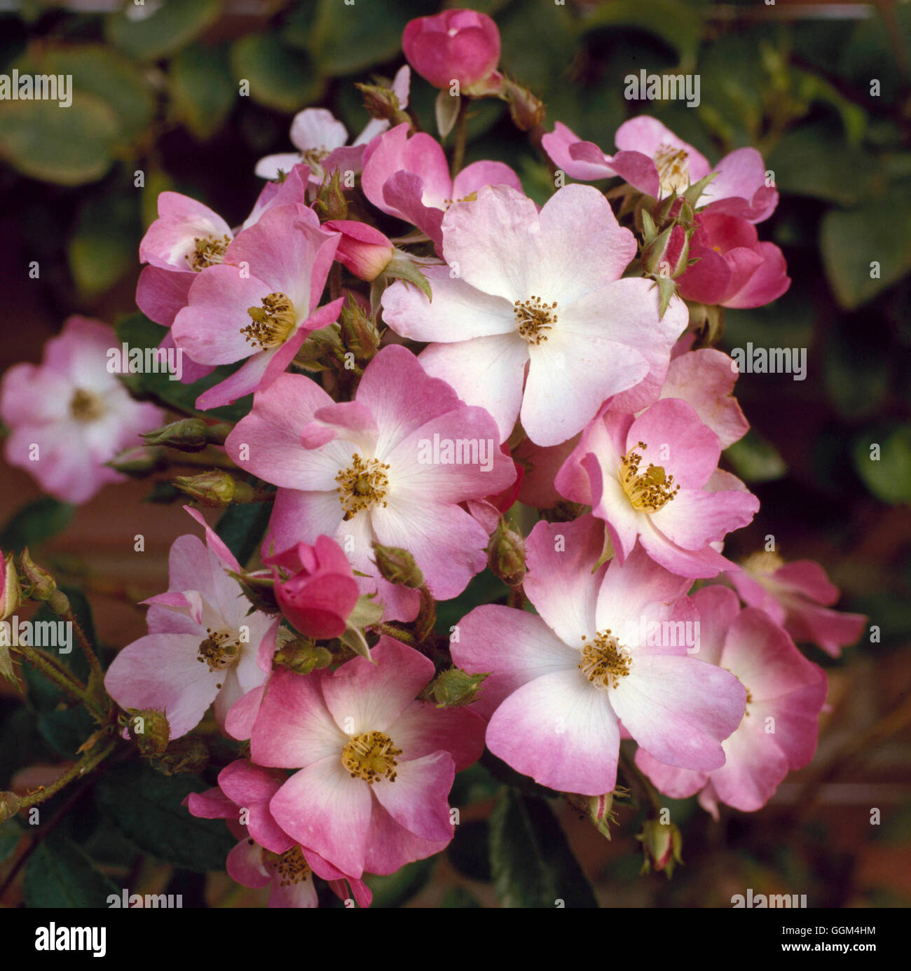 Rosa - "ballerina" AGM - (Hybrid muschio) (arbusto) RSH016315 Foto Stock