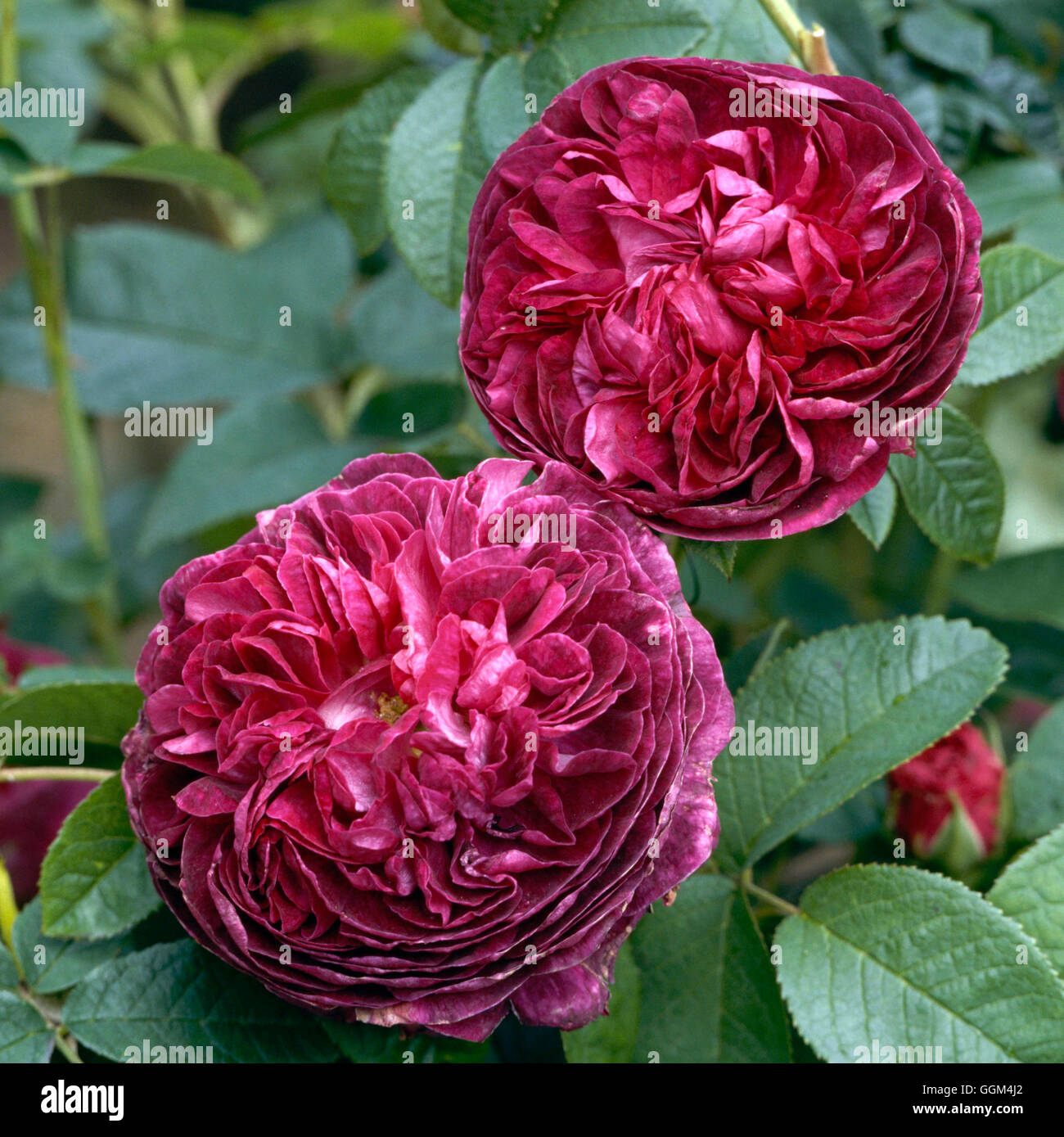 Rosa - 'Charles de Mills' (arbusto) noi CAT DIRITTI VENDUTI RSH024899 Foto Stock