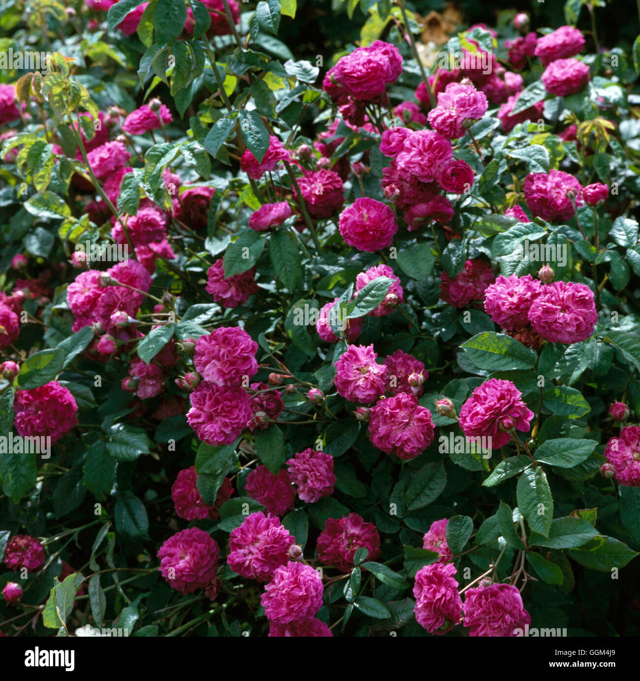 Rosa - 'Cardinal de Richelieu' AGM- (Gallica/rosa ad arbusto) RSH025096 Foto Stock