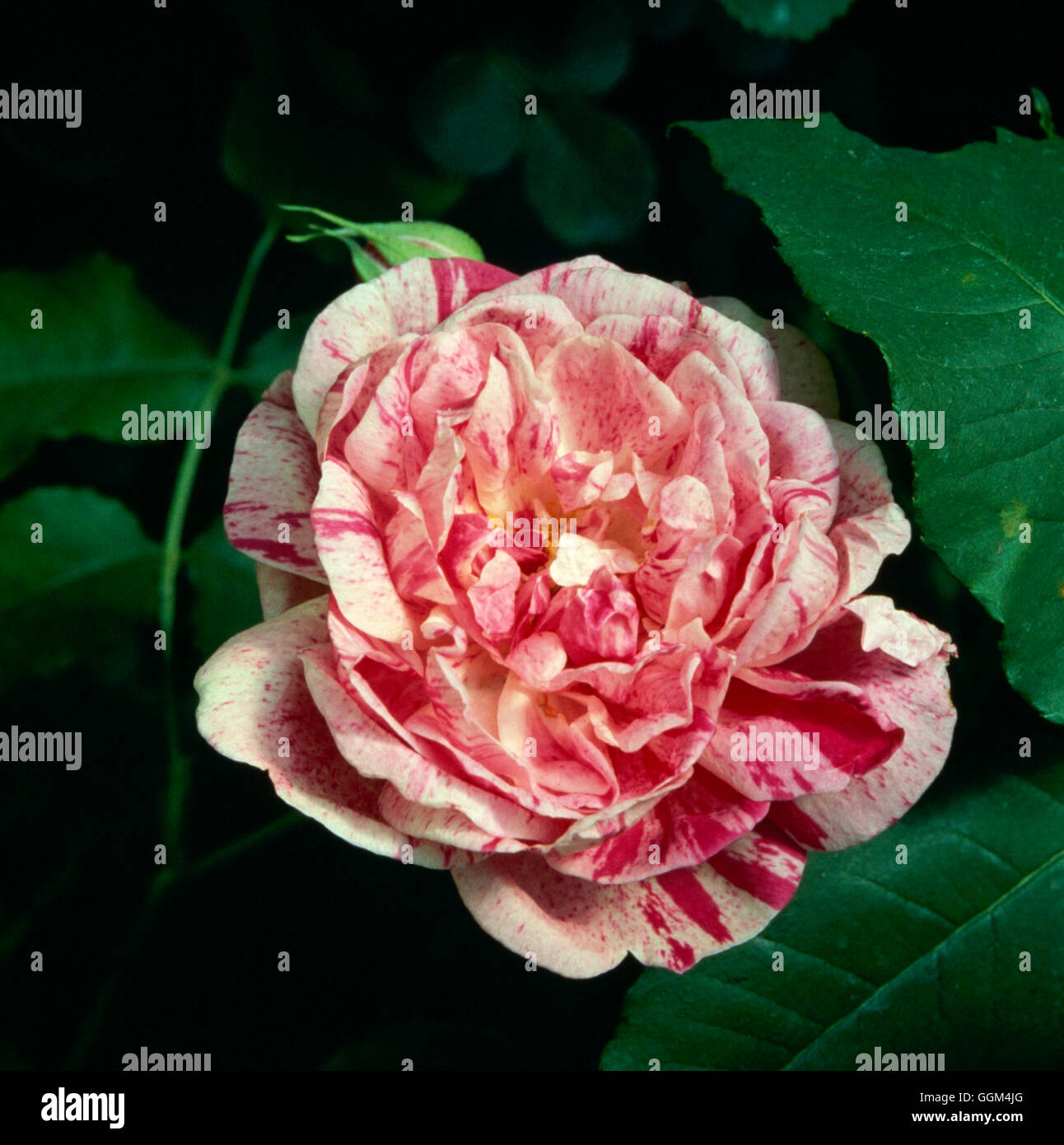 Rosa - "Honorine de Brabant" (arbusto) RSH026481 Foto Stock