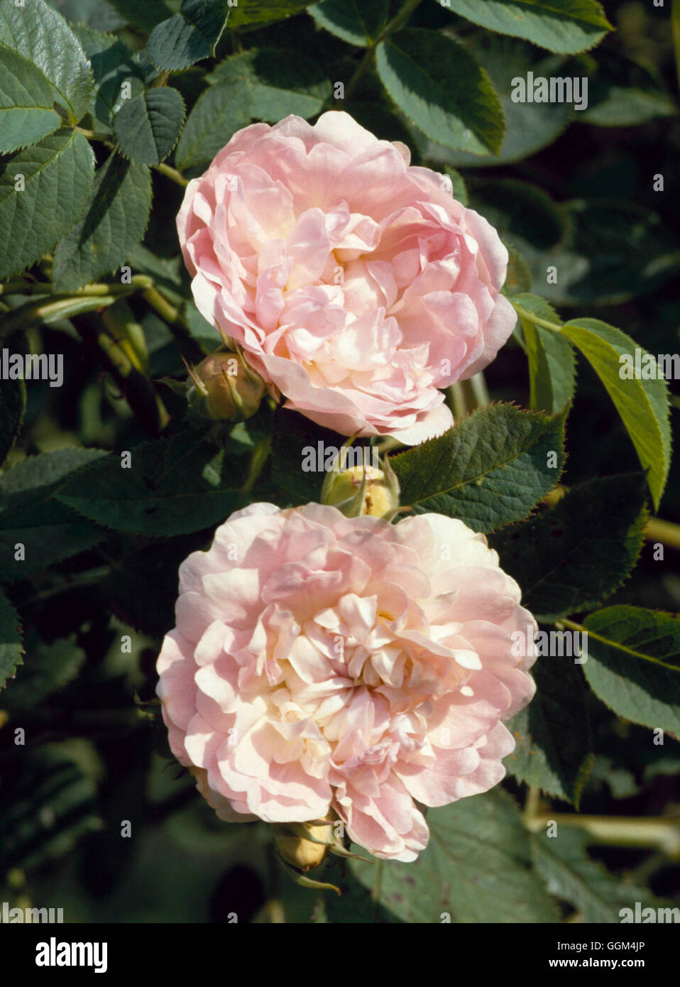 Rosa - 'MAiden's arrossire' AGM- - (rosa ad arbusto) RSH037561 Foto Stock